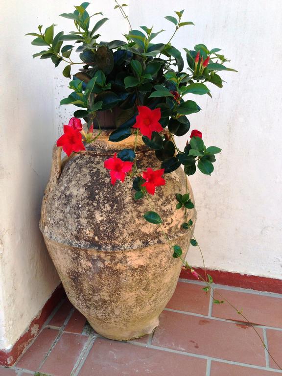 Mediterraneo Bed & Breakfast Anacapri  Dış mekan fotoğraf
